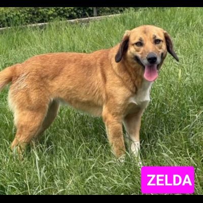 I CUCCIOLI DIMENTICATI ZACK e ZELDA tg medio contenuta, cane in adozione - Foto 10