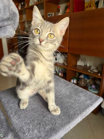 PRINCIPE - gattino di 3 mesi - Foto 3