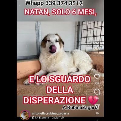 NATAN MERAVIGLIOSO CUCCIOLO IN ADOZIONE - Foto 5