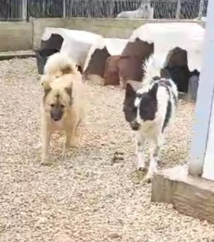 Ennio 4anni il suo amico di box adottato,rimasto solo.BARI - Foto 2