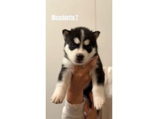 Cuccioli Husky