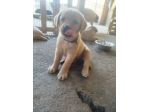 Cucciolo di Labrador Retriever