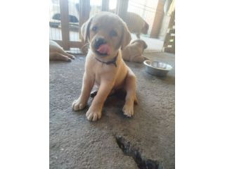 Cucciolo di Labrador Retriever