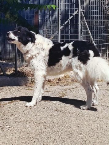 Panda cerca una casa in cui tornare a vivere - Foto 4