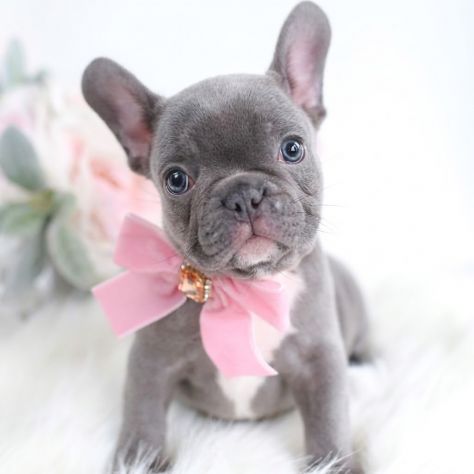 BULLOG FRANCESE - FRENCH BOULEDOGUE CUCCIOLI pag agevolato - Foto 2