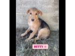 BETTY  FRED  BARNEY  WILMA  CIOTTOLINA  TENERISSIMI CUCCIOLI IN ADOZIONE