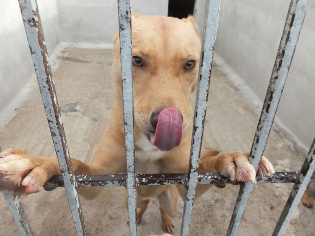 Romeo, pieno di voglia di vivere - Foto 2