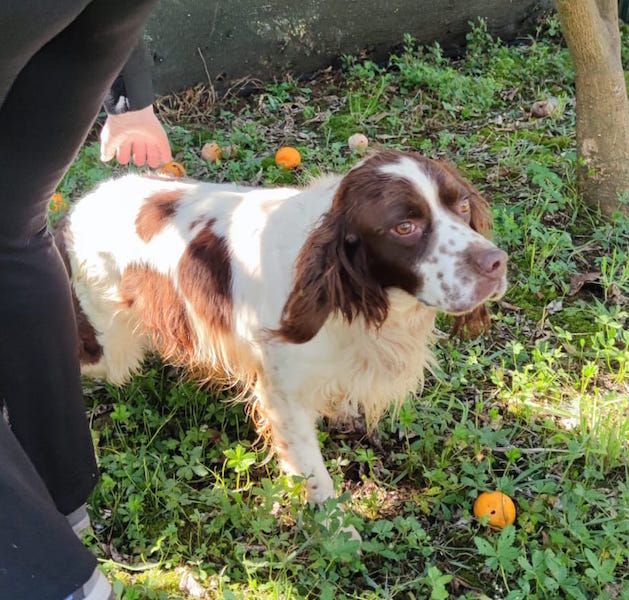 Hippy springer spaniel - Foto 3