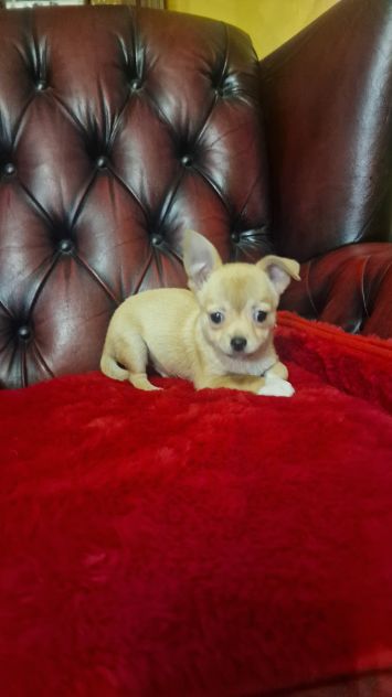 Chihuahua Maschio pelo corto - Roma - Foto 6