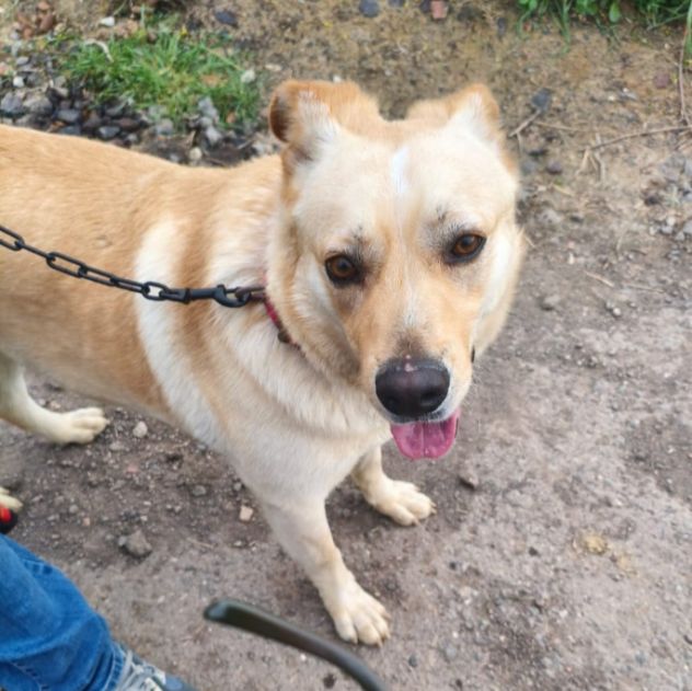 Maschio 2annii mix Labrador tg media salvato al sud! LOMBARDIA
