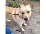 Maschio 2annii mix Labrador tg media salvato al sud! LOMBARDIA