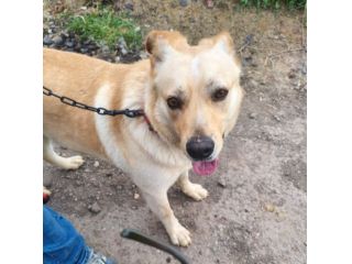 Maschio 2annii mix Labrador tg media salvato al sud! LOMBARDIA