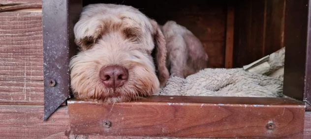 Gigi simil lagotto - Foto 2