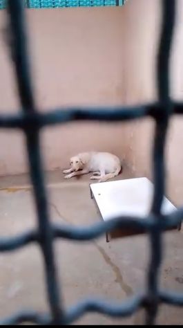 ELETTRA UNA DELLE MIGLIAIA DI ANIME PERSE CAGNOLINA IN ADOZIONE - Foto 2