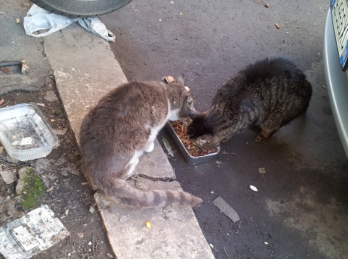 NORA, gattina splendida in cerca di casa - Foto 4