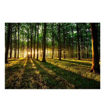 Fotomurale Adesivo In Una Foresta Verde Arredalacasa - Foto 2