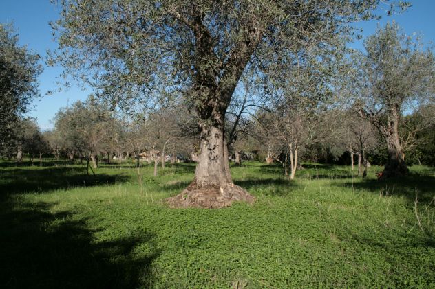 Villa indipendente ampia metratura, bel terreno in zona riservata e tranquilla - Foto 10