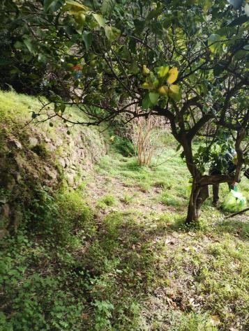 Terreno in vendita a Ficarra - Foto 4