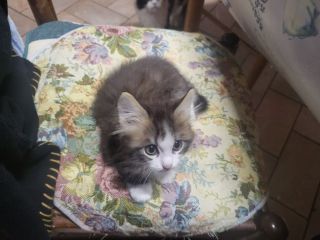 Regalo gattino a pelo lungo nano