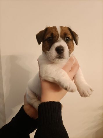 Broken Jack Russell Terrier - Foto 6