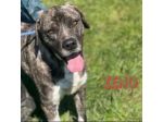 JAGO E ZENO ADORABILI TENERONI CANI IN ADOZIONE DI COPPIA tg MEDIA