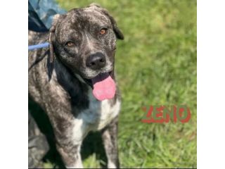 JAGO E ZENO ADORABILI TENERONI CANI IN ADOZIONE DI COPPIA tg MEDIA