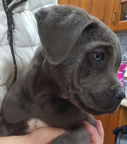 Cane corso - Foto 2