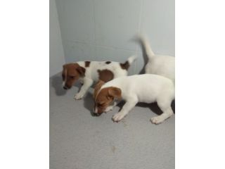 JACK RUSSELL CUCCIOLI