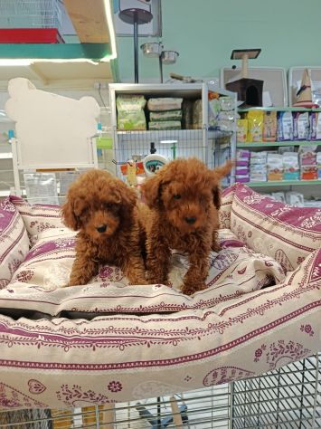 Cuccioli di barboncini Toy red - Foto 4