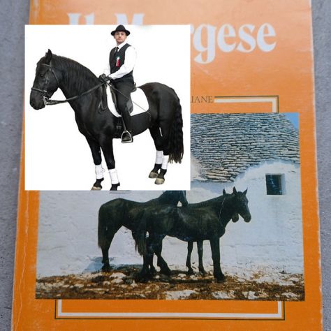 Il Murgese, G. Buonavolontà – M. Silvestrelli, Edizioni Equestri 1986.