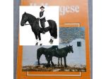 Il Murgese, G. Buonavolontà – M. Silvestrelli, Edizioni Equestri 1986.