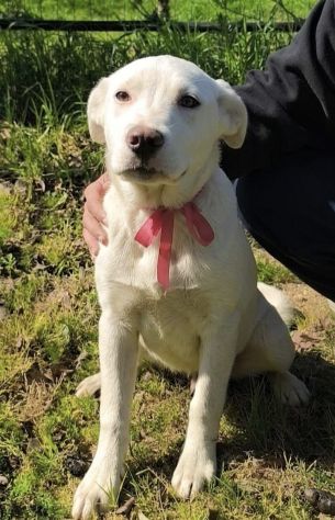 Cagnolini in adozione futura tg. medio contenuta cercano una famiglia per sempre - Foto 3