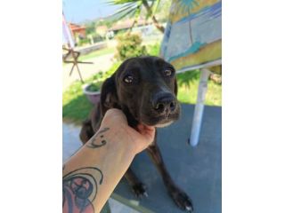Coffee cagnolina taglia piccola 8 kg