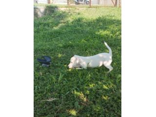 JACK RUSSELL CUCCIOLI