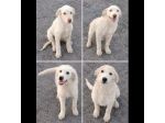 MERAVIGLIOSI CUCCIOLI IN ADOZIONE