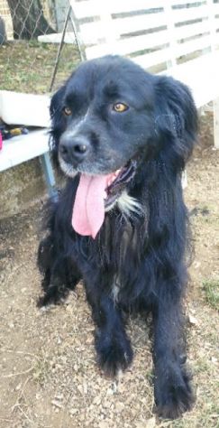 CANE IN ADOZIONE: NADAL, adorabile tenerone. - Foto 6
