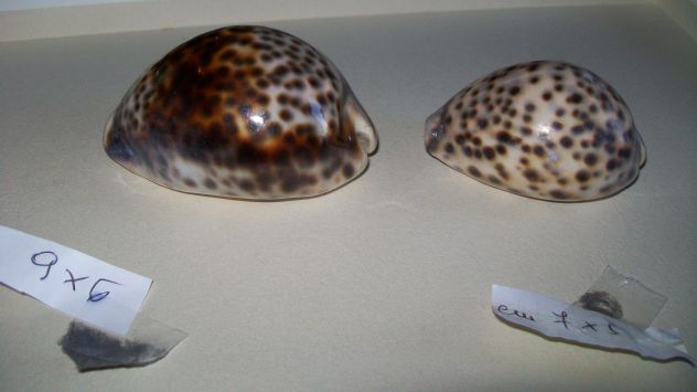 Conchiglie di mare ( 2 )