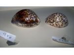 Conchiglie di mare ( 2 )