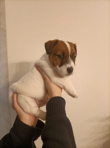 Broken Jack Russell Terrier - Foto 4