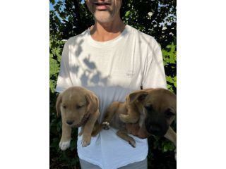 Cuccioli di Incrocio Labrador Retriever