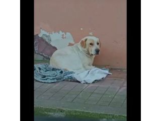 OSVALDO MIX LABRADOR CANE IN ADOZIONE