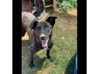 L' ESASPERAZIONE DI LEO, SIMIL LABRADOR, CANE IN ADOZIONE