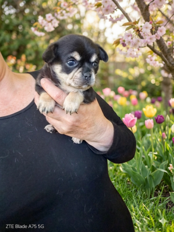 Cuccioli di chihuahua - Foto 8