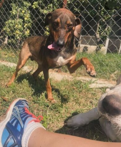 MELAMPO, OCCHIONI DOLCI, CAGNOLINO IN ADOZIONE - Foto 3