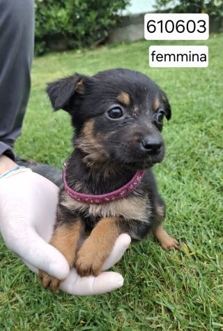 CUCCIOLI 2 MESI taglia media IN CANILE - Foto 8