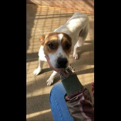 CAIO, cerca salvezza dal canile, cane in adozione tg medio piccola - Foto 3