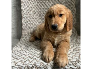 Bellissimi cuccioli di Golden Retriever