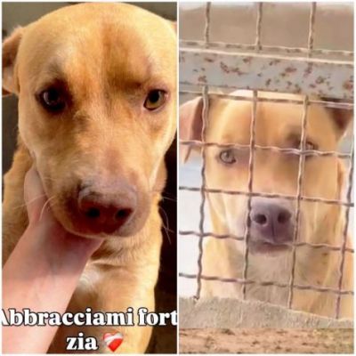 Il dolce Freesby cerca casa cane in adozione - Foto 9