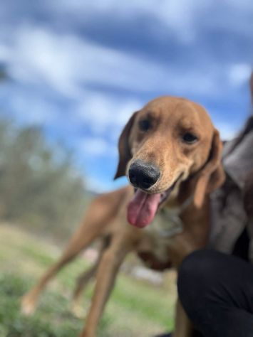DIAMANTE SOCIEVOLE DELICATO CANE IN ADOZIONE  TG CONTENUTA - Foto 2