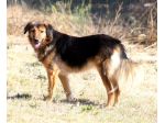 Giovane, dolcissima e bellissima cagnolina in attesa di una famiglia.